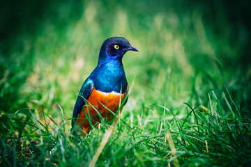 Superb Starling (Lamprotornis superbus)