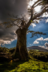 King of The Land - Bessbrook Forest, Newry, County Down, Northern Ireland, United Kingdom