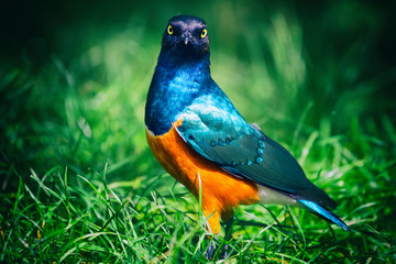 Superb Starling (Lamprotornis superbus)