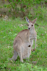 Naklejka na ściany i meble Grey kangaroo in the Ipswich area of Queensland