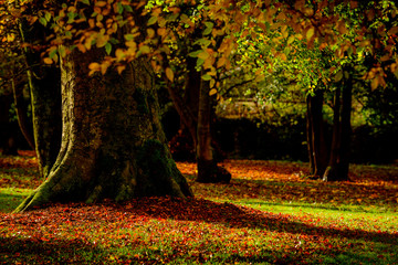 Fototapeta na wymiar The Big Tree spreads his dead Leaves on the grass to offer his nice Autumn carpet - Ice House Hill Park, County Louth, Dundalk, Ireland