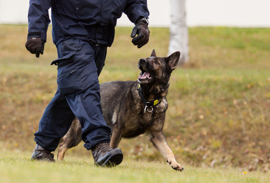 Training a police dog
