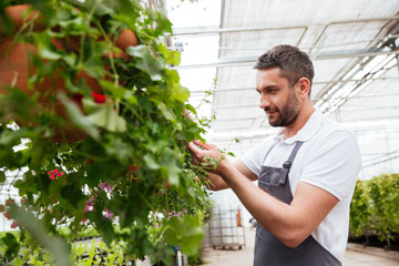 Concentrated bearded man in white t-shirt working with plants