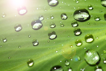 tropical area only and dew on leave so beautiful