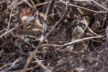 Jararaca-da-mata (Bothrops jararaca) | Pit viper in Pedra Azul, Espírito Santo - Southeast of Brazil.