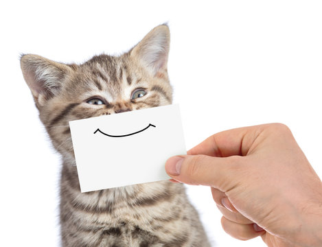 funny happy young cat portrait with smile on cardboard isolated on white