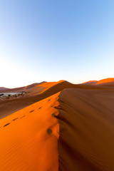 Fototapeta na wymiar Namibia, Namib desert sand dunes at sunrise