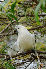 Sulphur-crested cockatoo in a tree in Queensland