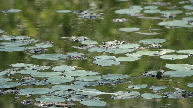lotus leaves on the lake