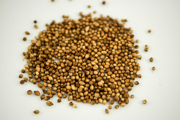 coriander