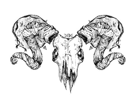 Beautiful goat skull. Drawn by hand. Dark gothic illustration. It can be used for printing on t-shirts, postcards, or used as ideas for tattoos.