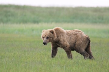 Fototapeta premium Brown Bear in Alaska, Katmai Nationalpark, Hallo Bay