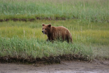 Obraz na płótnie Canvas Brown Bear in Alaska, Katmai Nationalpark, Hallo Bay