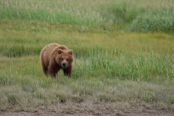 Brown Bear in Alaska, Katmai Nationalpark, Hallo Bay