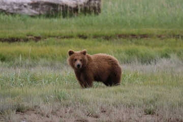 Fototapeta premium Brown Bear in Alaska, Katmai Nationalpark, Hallo Bay