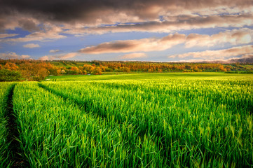 Bath of Light: a quiet field of wheat having its last bath of sunlight before facing the cold night at Newgrange, County Meath, Ireland