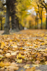 Autumn park alley landscape