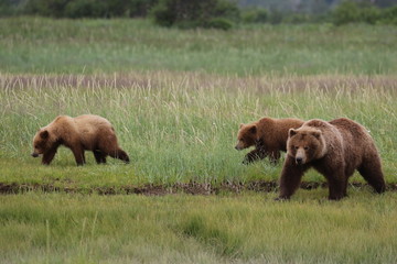 Grizzlybär Mutter mit zwei Kindern in freier Natur