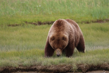 Brown Bear in Alaska, Katmai Nationalpark, Hallo Bay