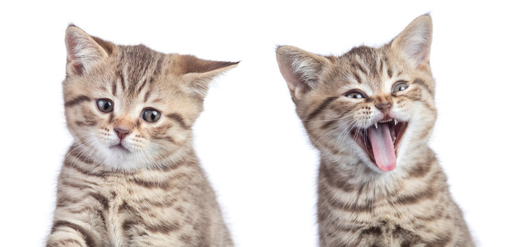 two funny cats with opposite emotions one happy and another unhappy or sad isolated on white