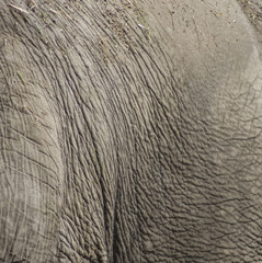 Skóra słonia