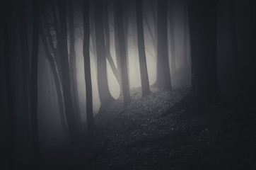 dark woods background
