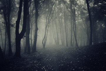 forest path in fog, mysterious atmosphere scenery