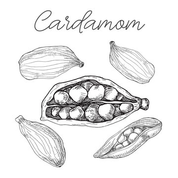 Cardamom isolated on white background. Hand drawn vector illustration.