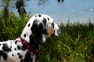 Dalmatian puppy looking towards the beach and sea