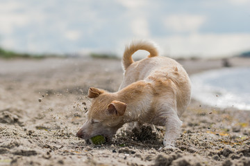 Hund spielt mit Ball