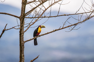Tucano-de-bico-verde (Ramphastos dicolorus) | Red-breasted Toucan in Pedra Azul, Espírito Santo - Southeast of Brazil.