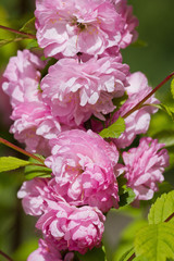 Flowering branch of pink almond closeup
