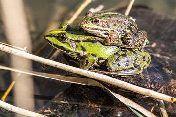 closeup of couple of European green frogs mating in pond