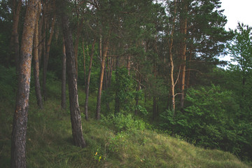 Fototapeta premium Forest landscape on a cloudy summer day.