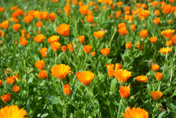 Fototapeta premium Colorful Calendula officinalis or Pot Marigold, Common Marigold, Scotch Marigold, Ruddles, Pot Marigold.