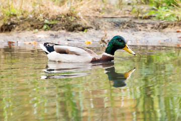 Mallard duck swiming in lake or river. Birds and animals, autumn season in wildlife.
