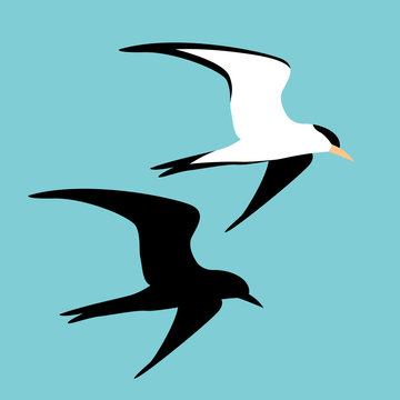 seagull vector illustration style flat black silhouette