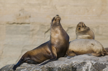 Obraz premium Sea Lion , Patagonia, Argentina