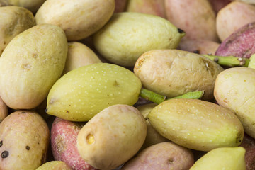 Green fresh pistachio of Bronte