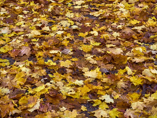 Brown and yellow autumn leaves fallen from trees covering the ground in a colorful pattern
