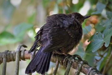 Female baby blackbird