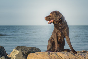 Labrador sitzt auf Felsen