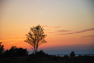 Single tree by a colorful sunset