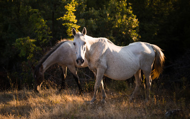 Obraz na płótnie Canvas Wild horses in natural habitat during beautiful sunny day
