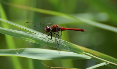 Red dragonfly macro photo