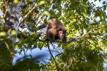 Macaco-prego (Sapajus nigritus) | Black capuchin in Cariacica, Espírito Santo - Southeast of Brazil. Atlantic Forest Biome.