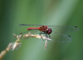 Red dragonfly macro photo