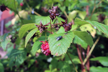 fly on leaf