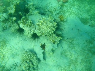 sea life