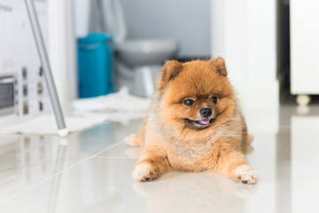 dog pomeranian was waiting for his owner, animal feeling concept.
